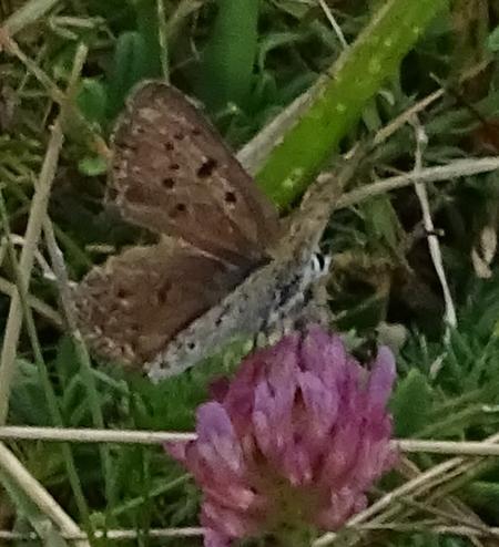 Lycaena tityrus